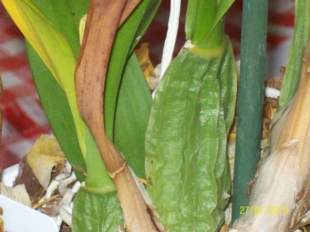 102_0448 (Kopiowanie).JPG