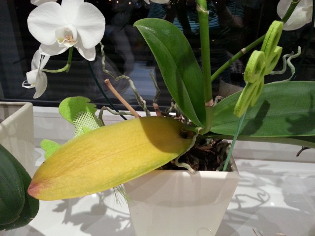 20130129_184629_1 (1).jpg