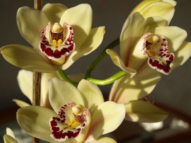 cymbidium kwiat.JPG