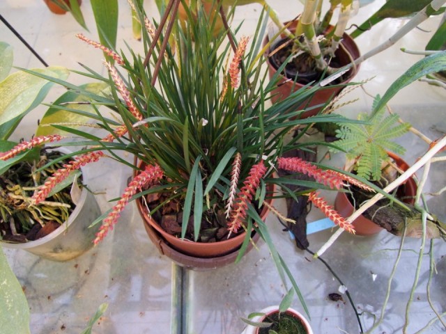 Dendrochillum wenezelisii...jpg