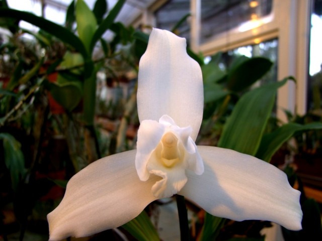 Licaste scinneri f. alba.jpg