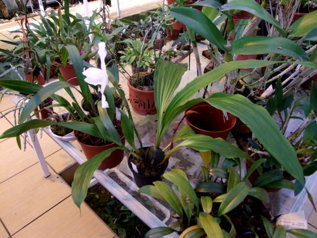 Licaste scinneri f. alba..jpg