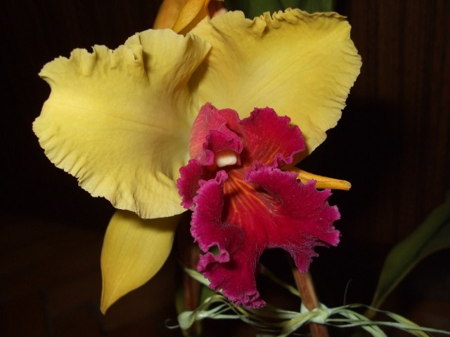 DSCF7957 (1424 x 1068).jpg