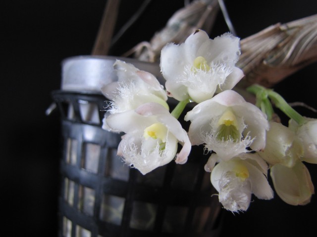 Clowesia Grace Dunn Chadds Ford.JPG