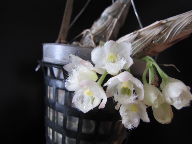 Clowesia Grace Dunn Chadds Ford 2.JPG