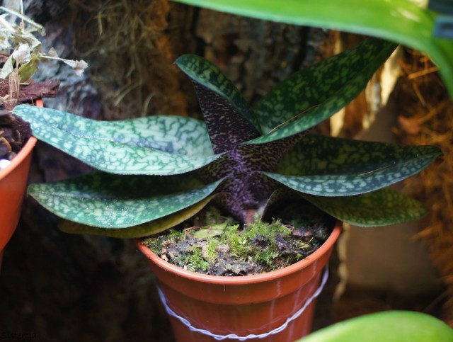 Paphiopedilum Delenatii 2013-01-03_23;34.JPG