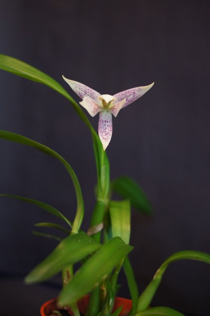 Prosthechea Garciana 2013-02-09_15;41.JPG