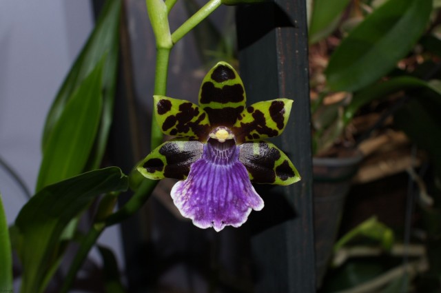 Zygopetalum James Strauss 'Scent-sation' 2012-12-06_17;15_02.JPG