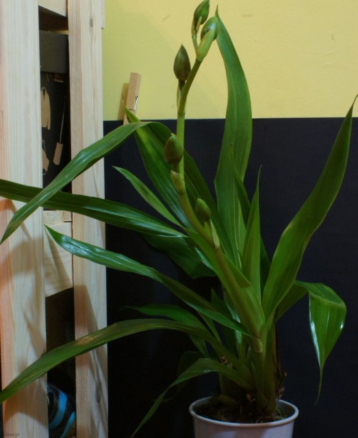 Zygopetalum James Strauss 'Scent-sation' 2012-12-01_03.JPG