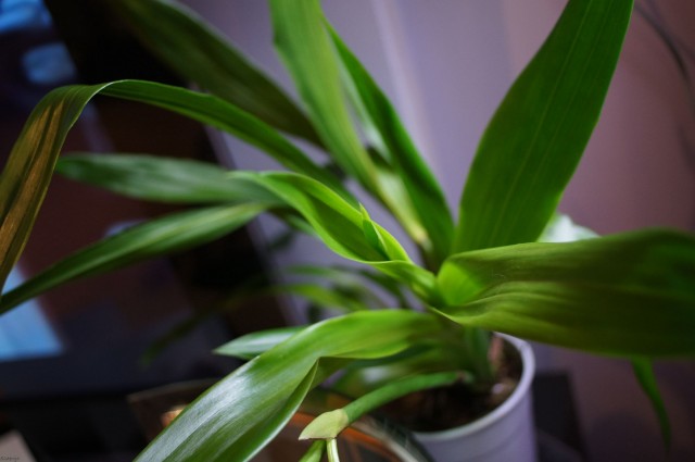 Zygopetalum James Strauss 'Scent-sation' 2012-12-30_22;26.JPG