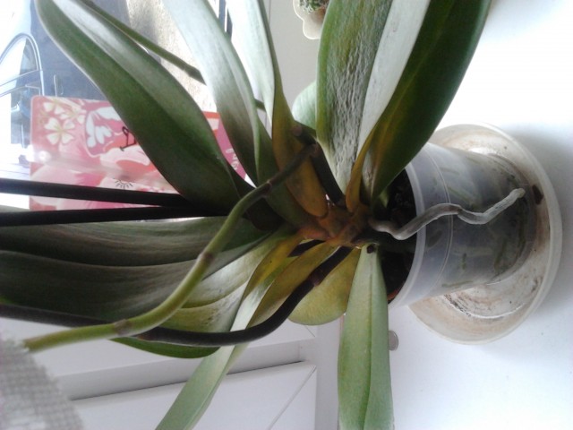 2013-02-18 11.50.00.jpg