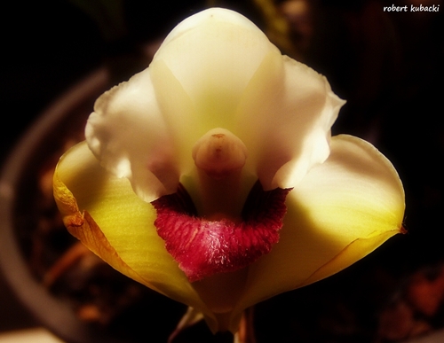 Bifrenaria harrisoniae.jpg