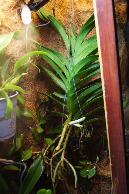 Vanda New Blue 2013-01-01_22.jpeg