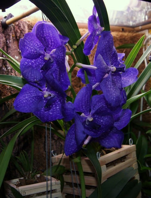 Vanda New Blue 2012-03-25 cut.jpg