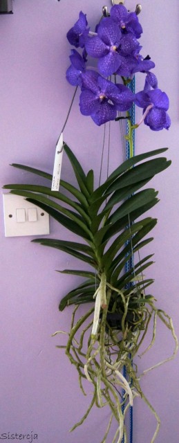 Vanda New Blue 2012-04-03 cut.jpg