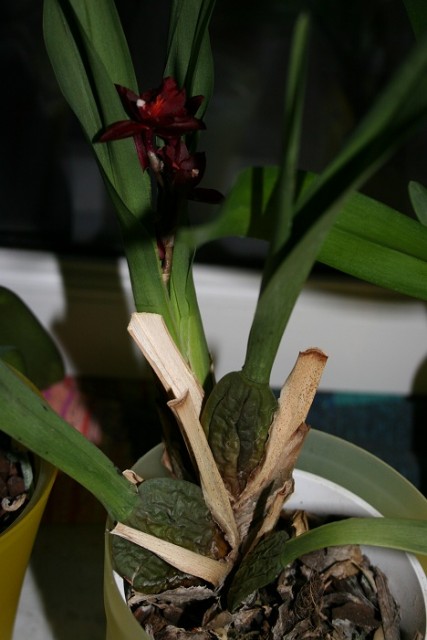 IMG_4799 - Kopia.JPG