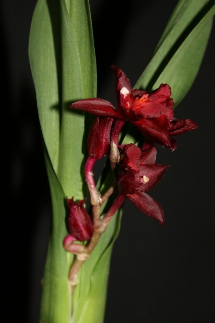 IMG_4840 - Kopia.JPG