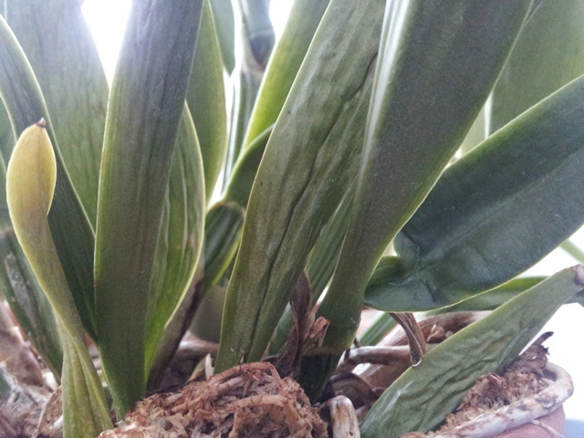 2013-03-16 17.12.55-1.jpg