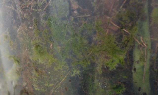 DSC_1426 - Kopia.JPG