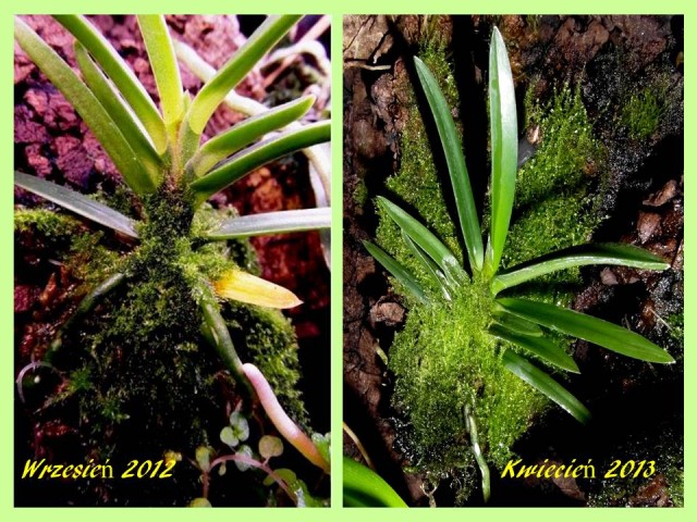 Mech porównanie.jpg