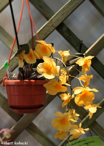 Dendrobium aggregatum.jpg