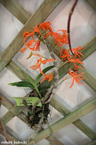 Dendrobium unicum.jpg