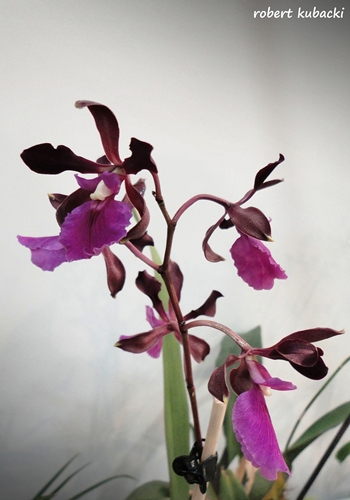Encyclia cordigera.jpg