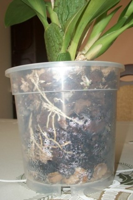 obrazy z karty 019.jpg