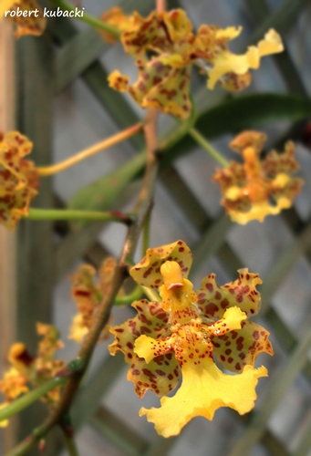 Lophiaris cavendishiana2.jpg