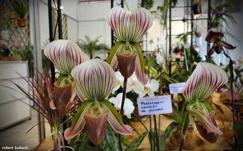 Paphiopedilum callosum.jpg