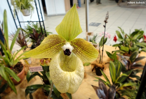 Paphiopedilum malipoense.jpg