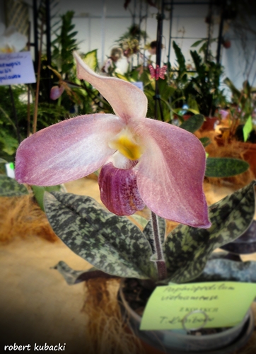 Paphiopedilum vietnamense1.jpg