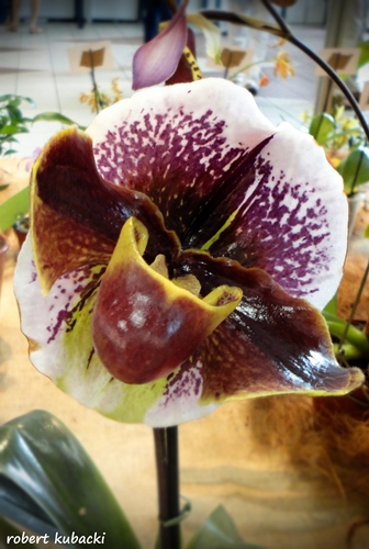 Papiopedillum typu 'bulldog'.jpg