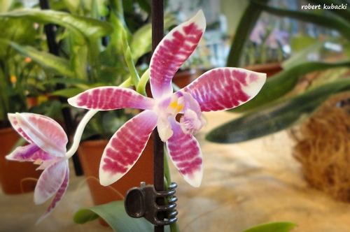 Phalaenopsis3.jpg
