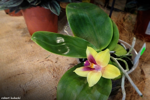 Phalaenopsis5.jpg