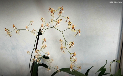 Phymatochilum brasiliense.jpg