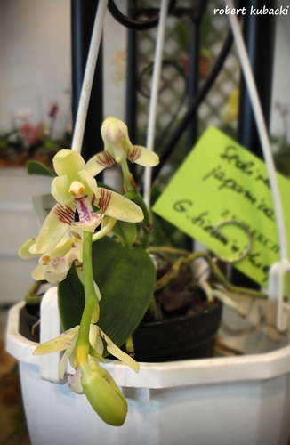 Sedirea japonica.jpg