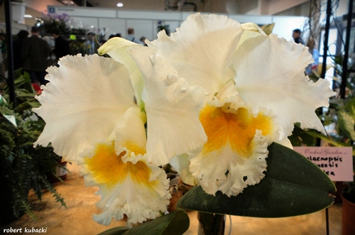 x Cattleya1.jpg