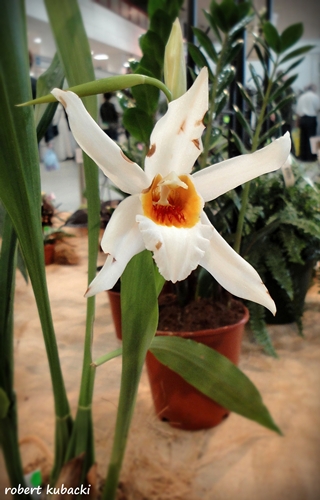x Coelogyne.jpg