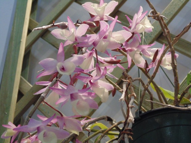 Dendrobium aphyllum(pierardi).jpg