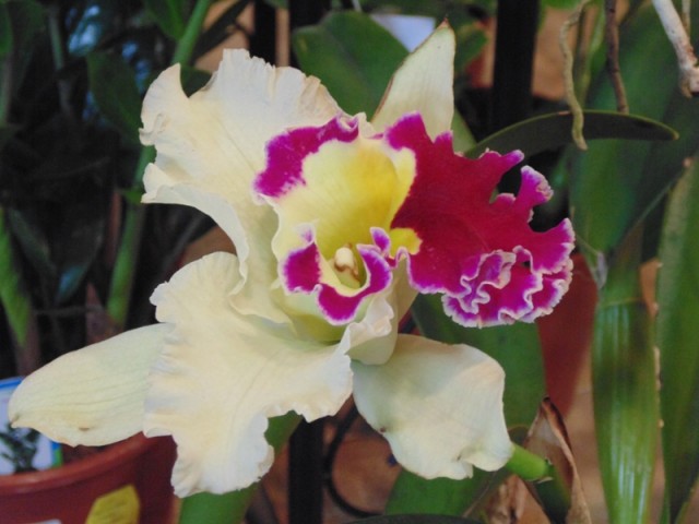 Blc.Beauty Girl Kludolie Lily.jpg