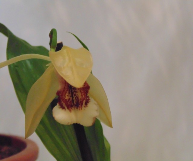 Coleogyne Lyme Bay.jpg