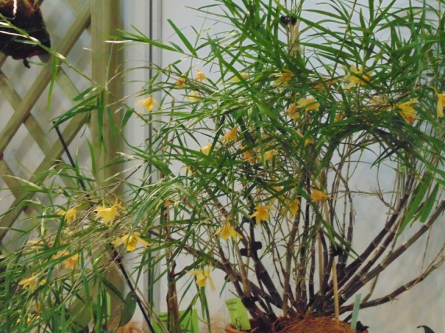 Dendrobium hainanenie.jpg