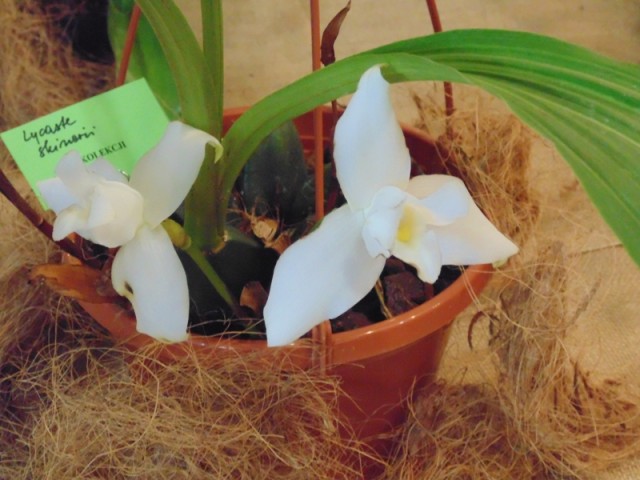 Lycaste skinierii.jpg
