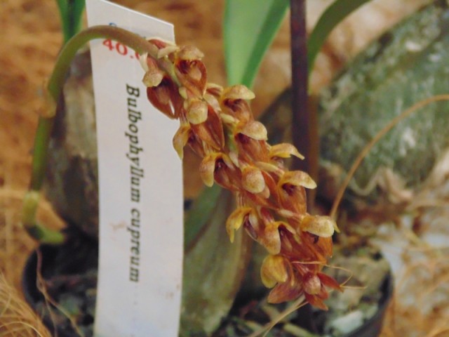 Kraków 27.04.2013 144.jpg