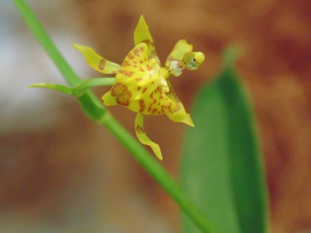 Oncidium meirax.jpg