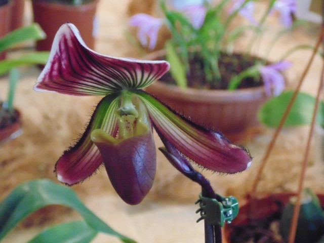 Paphiopedilum maudiae v. Vinicolor.jpg