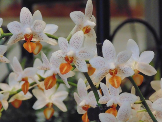 Phal. Mini Mark 2.jpg