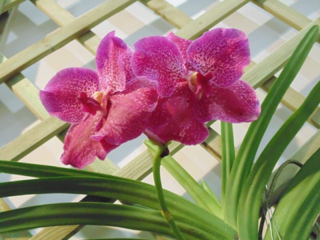 Vanda hybryda.jpg