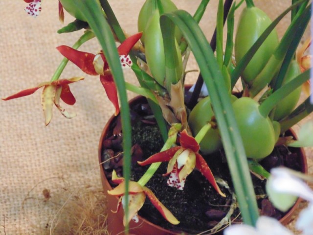Maxillaria tenuifolia.jpg